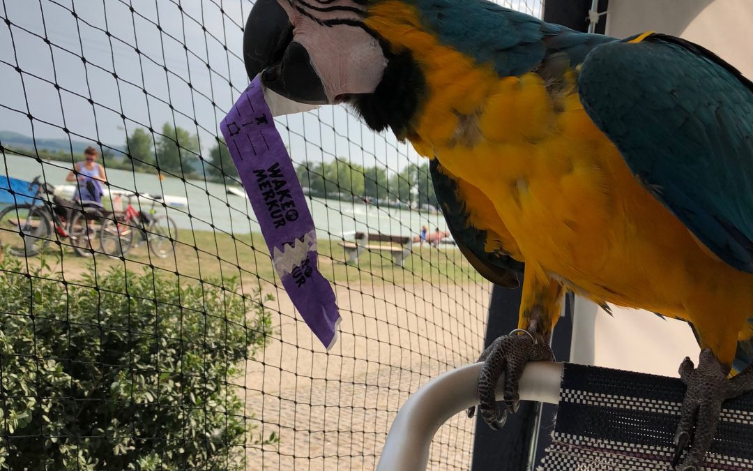 Papegaai mee op vakantie