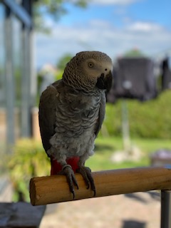 Gasten van het Hotel