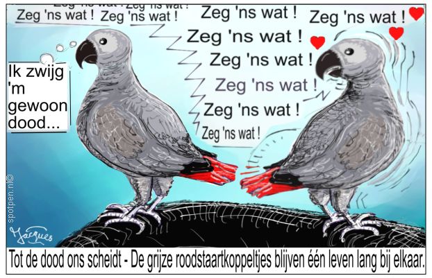 Cursus Ontwikkelen van het gewenste papegaaiengedrag!!!!