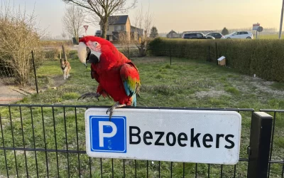 Papegaaienhotel Mero: Huiselijke Vakantieopvang van Europees Niveau