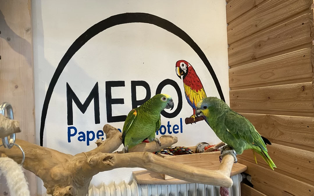 Is uw vakantie al geboekt? Vergeet uw kromsnavel niet!