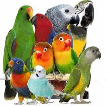 Quiz: Herkent u de Papegaaiensoorten?