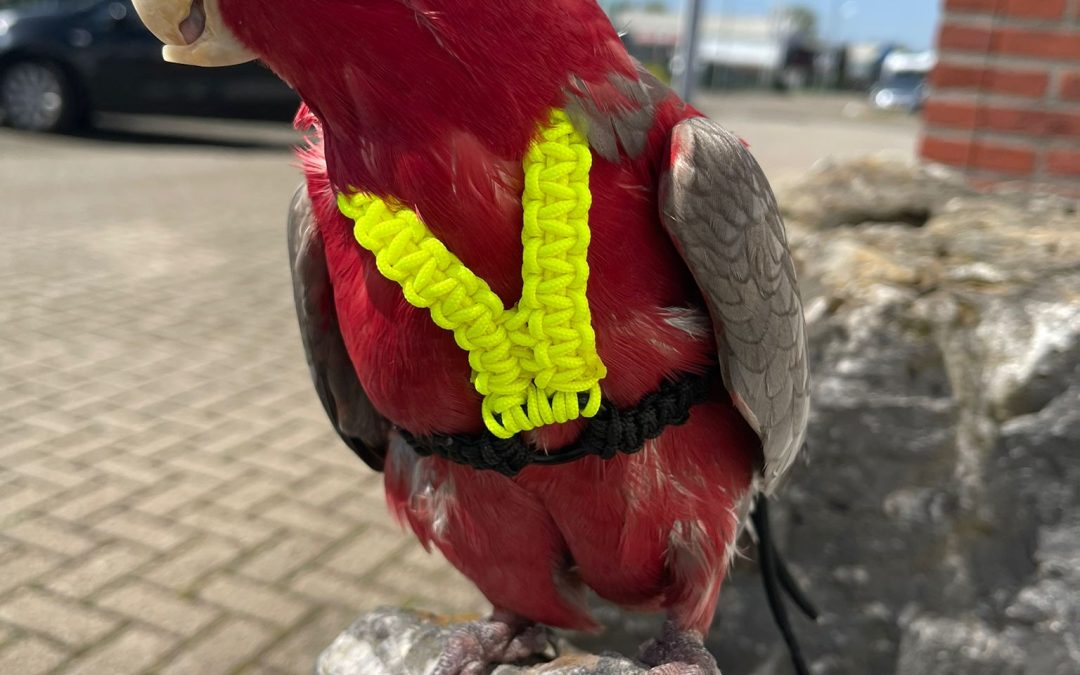 Laat je papegaai veilig genieten van de buitenlucht met een tuigje!