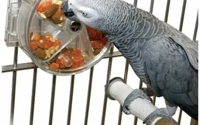 Hoe stimuleer je natuurlijk gedrag van je papegaai in de huiskamer?