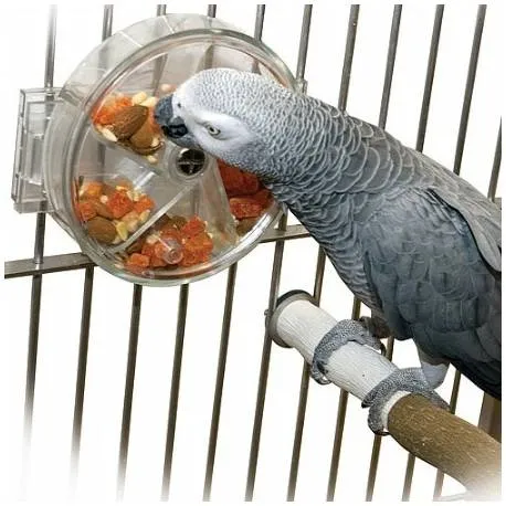 Hoe stimuleer je natuurlijk gedrag van je papegaai in de huiskamer?