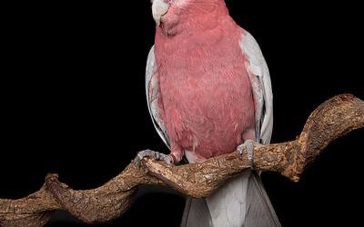 Wat zijn de gevolgen van verkeerde en eenzijdige voeding aanbieden?